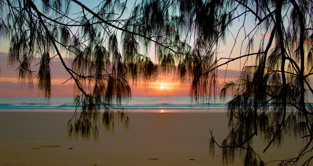 Silhouette of tree branches framing a colorful sunset over the ocean, with a sandy beach in the foreground.